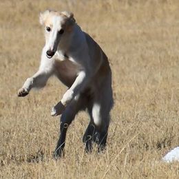Silken Windhounds from Broadway Silken Windhounds