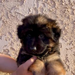 German Shepherd Puppies from Von Gonzalez Kennel