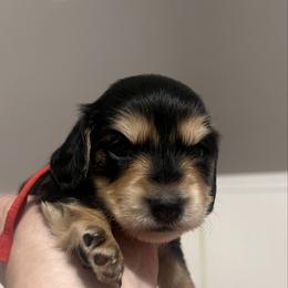 Oreo   AKC   PRA  CLEAR - Black and cream female Dachshund puppy in Miami, Florida from Maitime Dachshund