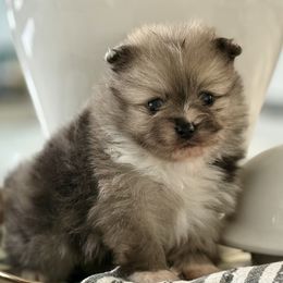 Zazu AKC - Blue merle male Pomeranian puppy in Las Vegas, Nevada from POMS USA