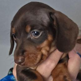 Lola's smooth chocolate and tan boy - Chocolate and tan male Dachshund puppy in Declo, Idaho from Dozendachs