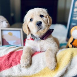 Golden Retriever Puppies from TaylerMade Goldens