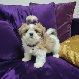 Grace - Silver and white female Shih Tzu puppy in Port Orchard, Washington from Buttons N Bows