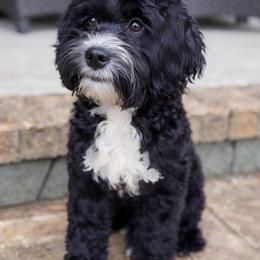 Willow - Black and chalk female Australian Labradoodle puppy in Matthews, North Carolina from Weddington Labradoodles
