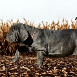 Tiara - Blue female Neapolitan Mastiff puppy in Canyon, Texas from Mastini Della Forte