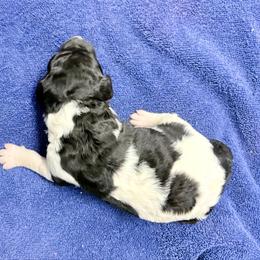 Milo - Parti male Poodle puppy in Meadowbrook, California from Standard Poodle Pups