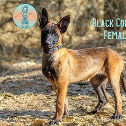 Black collar female - Fawn female Belgian Malinois puppy in Fredonia, Arizona from Zion Malinois