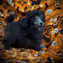 Boba - Silver male Poodle puppy in Marsing, Idaho from Araceli Toy Poodles