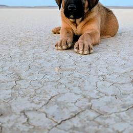 Anatolian Shepherd Dog and Labrador Retriever Puppies from Learning With Dogs