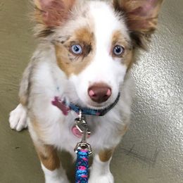 Miniature Australian Shepherds from Swidarski Mini Aussies