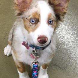 Miniature Australian Shepherds from Swidarski Mini Aussies