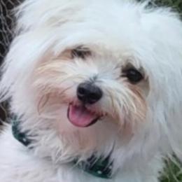 Sweet Pea - Maltese