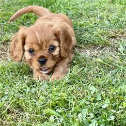 Cavalier King Charles Spaniel Puppies from Reynolds Farms Cavaliers