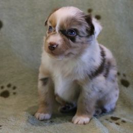 Ed - Red merle male Miniature Australian Shepherd puppy in Weatherford, Texas from Ridgestar Aussies