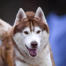 Purnell - Siberian Husky