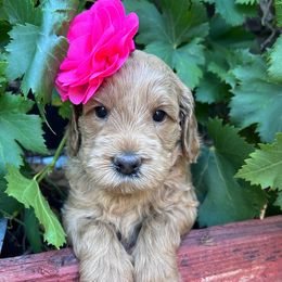 Sandy - Pink - Apricot female Australian Labradoodle puppy in Citrus Heights, California from Elite Blend Labradoodles