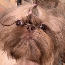 Clairee - Shih Tzu