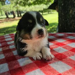 Boy 3 - Black and tan male Pembroke Welsh Corgi puppy in Tennessee from Voneida Collies & Corgis