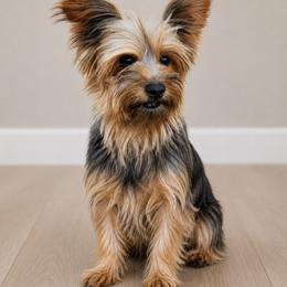Dazey - Yorkshire Terrier
