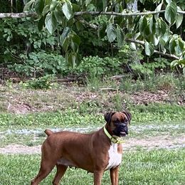Boxer All Grown Up from Buffalo Creek Boxers