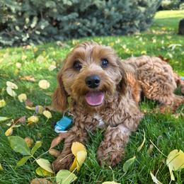 Cavapoo puppies from Draper Mountain Doodles