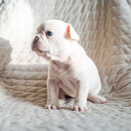 Sandy - Video - White female French Bulldog puppy in Springfield, Missouri from Phoebes Frenchies