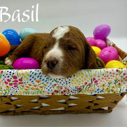 Basil - Red  male Goldendoodle puppy in Travelers Rest, South Carolina from Bailey Mountain Doodles