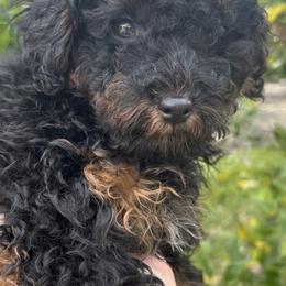 Aaron - Phantom male Poodle puppy in Orlando, Florida from Denise’s Puppies