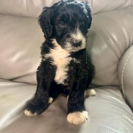 Moose - Black and white male Aussiedoodle puppy in Lake City, Florida from Dream Hollow Farm