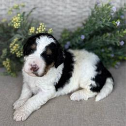 Kiki - Black and white female Bernedoodle puppy in Perrysville, Ohio from Pleasant Valley Bernedoodles
