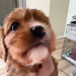 Ruby - Ruby male Cavalier King Charles Spaniel puppy in Melbourne, Florida from Majestic Cavaliers of Melbourne FL