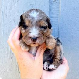 Asher - Blue merle male Aussiedoodle puppy in Orland, California from Shockley’s Elite Doodles