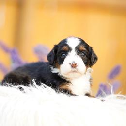 Pinky - Tri-color female Bernedoodle puppy in Spokane, Washington from Lilac City Doodles