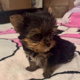BGG BLUE GIRL - Black and gold female Yorkshire Terrier puppy in Blythe, California from California AKC Maltese & Yorkies