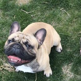 French Bulldogs from Ardent French Bulldogs