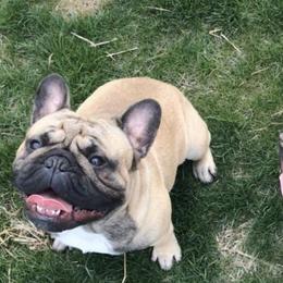 French Bulldogs from Ardent French Bulldogs