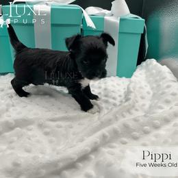 Pippi - Black and tan female Yorkshire Terrier puppy in Scottsdale, Arizona from Lil Luxe Pups