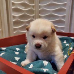 Boy 2 - Shiba Inu puppy in Colorado Springs, Colorado from The Springs Shibas