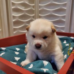 Boy 2 - Shiba Inu puppy in Colorado Springs, Colorado from The Springs Shibas