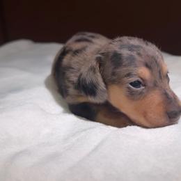 Girl dapple - Dapple female Dachshund puppy in Bakersfield, California from KC Doxies