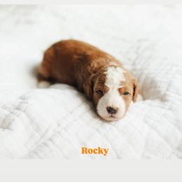 Rocky - Red  male Goldendoodle puppy in Rio Linda, California from GoldendoodlePaw
