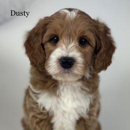 Dusty - Red  male Goldendoodle puppy in Milford, Indiana from Railway Acres Kennel