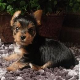 Star - Black and gold female Yorkshire Terrier puppy in Hot Springs, Arkansas from Kimberly's Lovable Littles