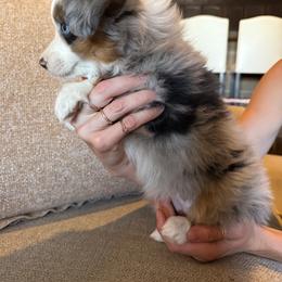 Girl 1 - Blue merle female Toy Australian Shepherd puppy in Gilbert, Arizona from LittleLegacyDoodles