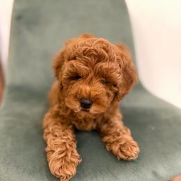 Solid Red Boy - Red  male Goldendoodle puppy in Mayfield, Utah from Ruff Country Doodles