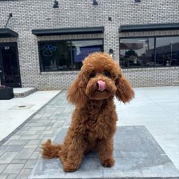 Cavapoo and Goldendoodle All Grown Up from Lulu’s Doodles