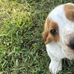 Basset Hounds and Dachshunds from Heyliger Hounds
