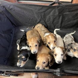 Dachshund Puppies from Monica’s Treasured Dachshunds