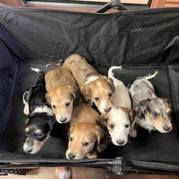 Dachshund Puppies from Monica’s Treasured Dachshunds