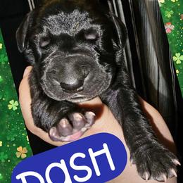 Dash - Black male Great Dane puppy in Wellsville, New York from Prophecy Danes